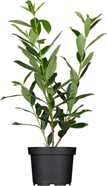 GROW by OBI Kirschlorbeer Caucasica Prunus als Heckenpflanze in Topf, Höhe: 80 - 100 cm, Grün/Weiß - Bild 1