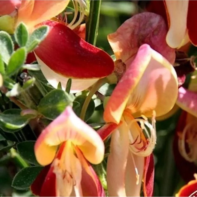 Schmuckginster Johnsons Crimson Cytisus scoparius Zierstrauch in Mehrfarben - Bild 1