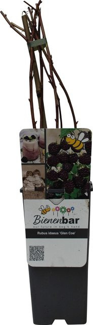 GROW by OBI Bio Himbeere Glen Coe Rosa-Violett im Topf - Bild 1