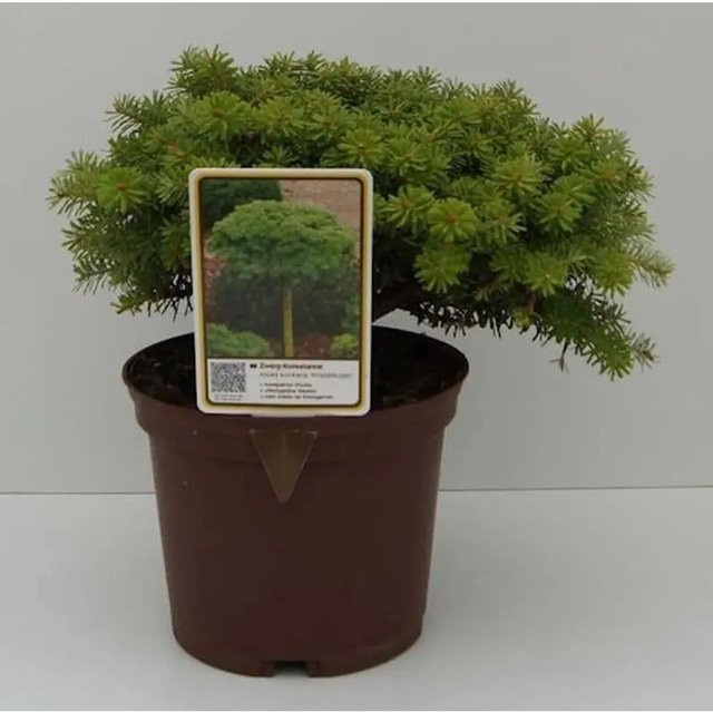Abies koreana Koreatanne Kristalkugel Baum in Grün für den Garten - Bild 1