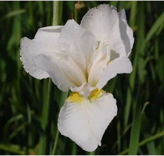 Sibirische Schwertlilie White Swirl Iris sibirica in Weiß von Nr-01.de - Bild 1