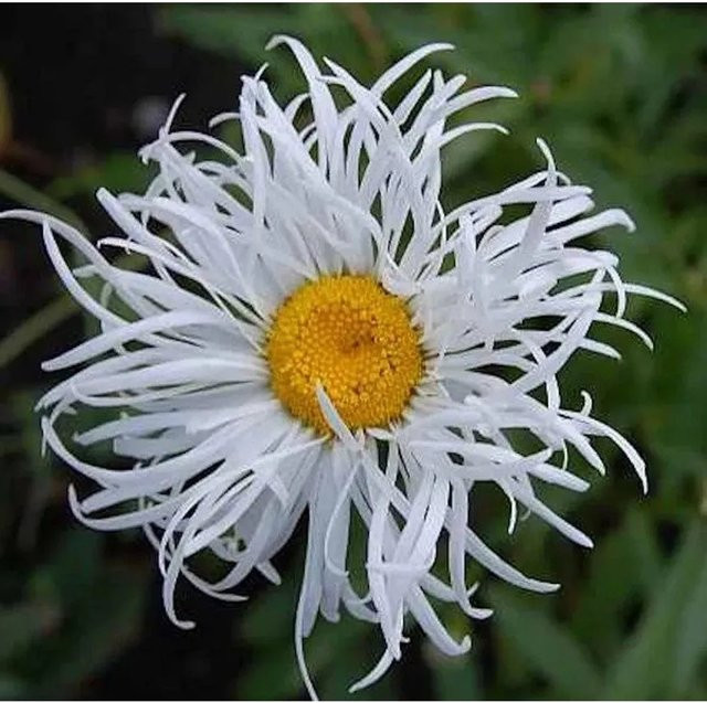 Gartenmargerite Old Court Leucanthemum superbum weiße Staude von Nr-01.de - Bild 1