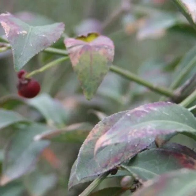 Arborix Korkflügelstrauch Compactus Euonymus alatus mit Herbstfärbung im Container, Höhe: 50 bis 60 cm - Bild 1