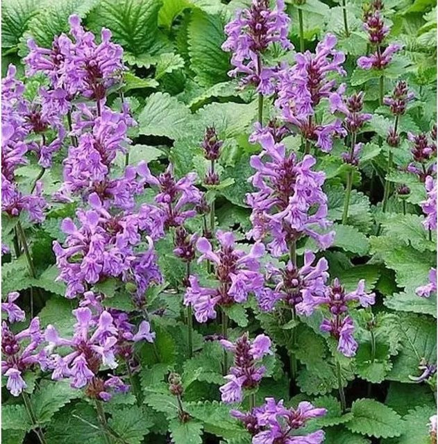 Großblumiger Ziest Betonica grandiflora Superba - lila mehrjährige Staude für Stauden- und Bauerngärten - Bild 1