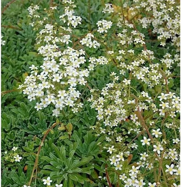 Saxifraga cotyledon Rosetten Steinbrech Islandica als mehrjährige Staude für Steingärten und Staudengärten von Nr-01.de - Bild 1