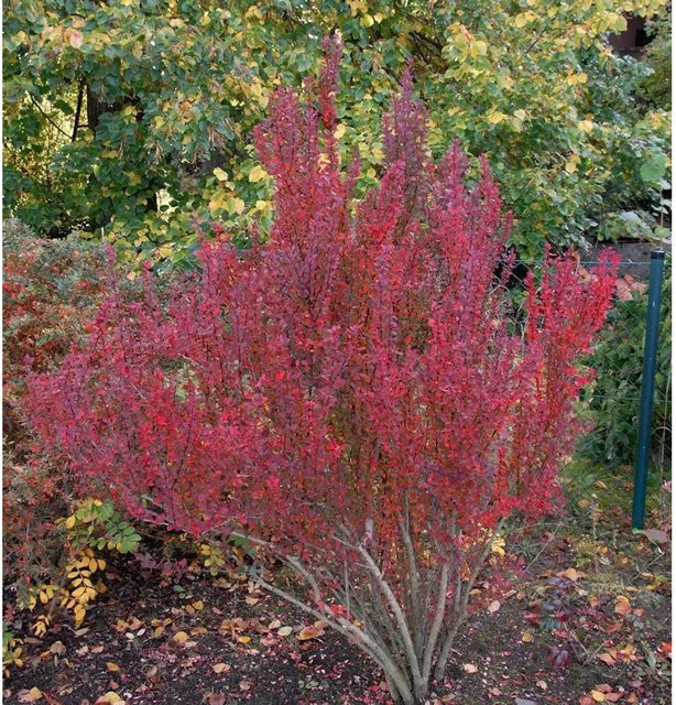 Säulen Berberitze Red Pillar Berberis thunbergii, Farbe: Rot - Bild 1