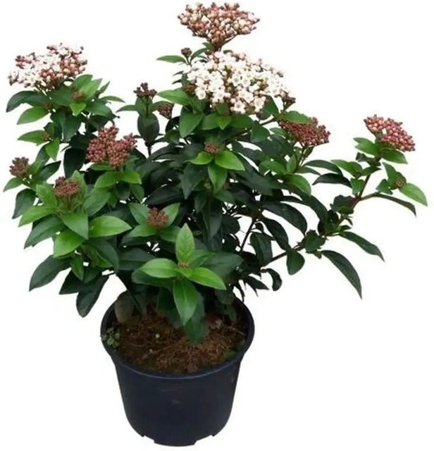 Mittelmeer Schneeball Viburnum tinus Lisa Rose, weiß-grün, Höhe: 40-50 cm - Bild 1