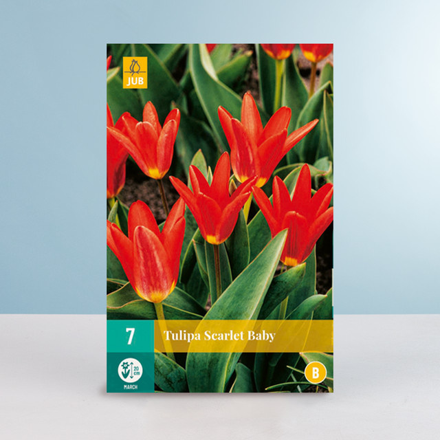 Kaufmanniana-Tulpe Scarlet Baby Blumenzwiebeln von BLUME2000, 7 Stück - Bild 1