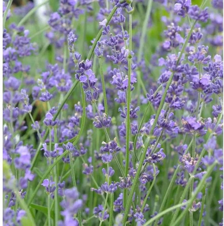 Echter Lavendel Peter Pan Lavandula angustifolia in lila, mehrjährige Gartenpflanze im Topf