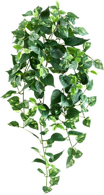 Künstliche Hängepflanze Aplanta Cornelius, grüne Pothos-Pflanze, Höhe: 80 cm - Bild 1