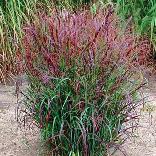 6er Set Arborix Rutenhirse Squaw Panicum virgatum als mehrjährige Zierpflanze mit Herbstfärbung im 9 cm Topf - Bild 1