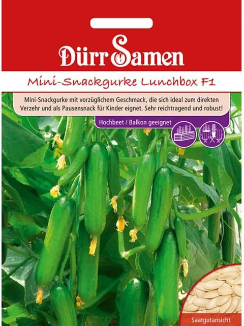 Dürr Samen Mini-Snackgurken Lunchbox F1 Saatgut für Gemüse - Bild 1