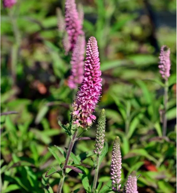 Polsterveronika Heidekind Veronica spicta als mehrjährige Bodendecker-Pflanze in Blau und Violett - Bild 1