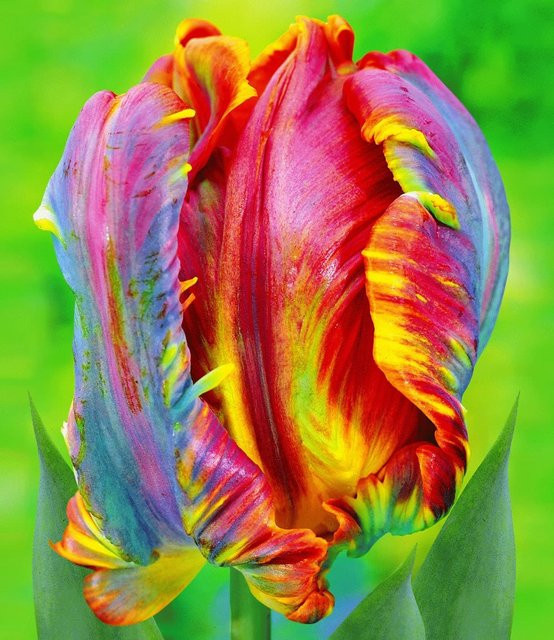 Regenbogen-Tulpe Blumex® - Bild 1