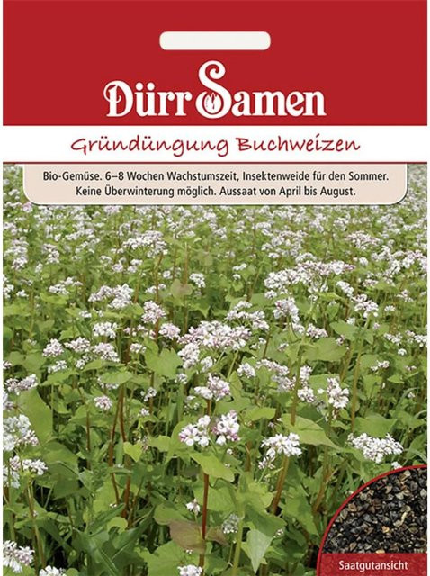 Dürr Samen Buchweizen Gründüngung Saatgut 50 g - Bild 1