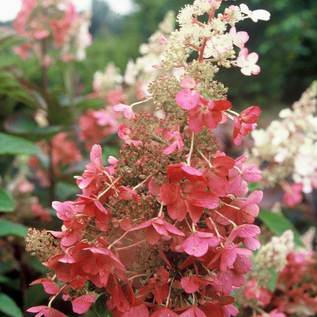 Rispenhortensie Pinky Winky in Pink und Weiß vom Mein schöner Garten Shop - Bild 1