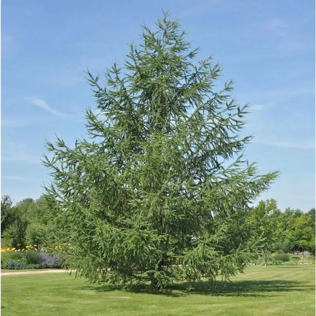 Japanische Lärche Larix kaempferi als Nadelbaum für deinen Garten, Höhe: 40-60 cm - Bild 1