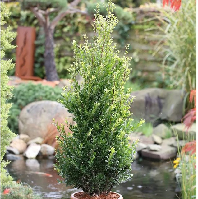 10er Set Chinesische Hecke Ilex maximowicziana kanehirae, grüne Formschnecken-Heckenpflanze, Topfgröße: 10-15 cm - Bild 1