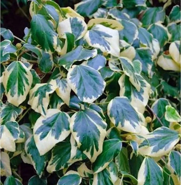 Gelbbunter Kaukasischer Strauch Efeu Hedera colchica in Grün-Gelb, Höhe: 60-80 cm - Bild 1