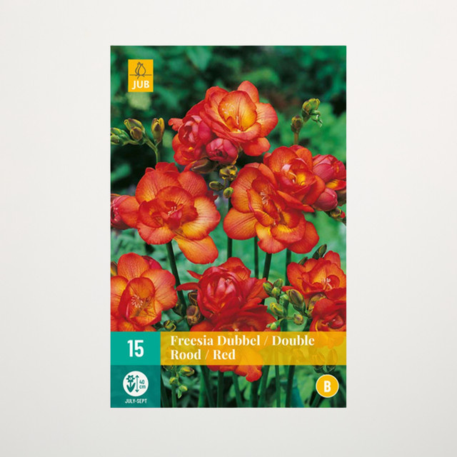 Gefüllte Freesien Double Red Knollen von BLUME2000, 15 Stück - Bild 1