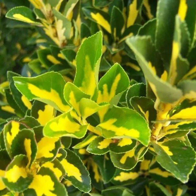 Arborix Japanspindel Luna Euonymus japonicus Goldlaubig im Container, Höhe: 60 bis 80 cm - Bild 1