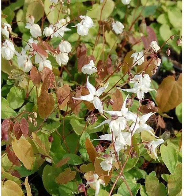 Epimedium youngianum Elfenblume von Nr-01.de, weiße Blüte, mehrjährige Gartenpflanze zur Bodendeckung - Bild 1