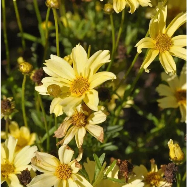 Coreopsis rosea Mädchenauge Crème Brulee gelbe Beetpflanze und Schnittpflanze von Nr-01.de - Bild 1