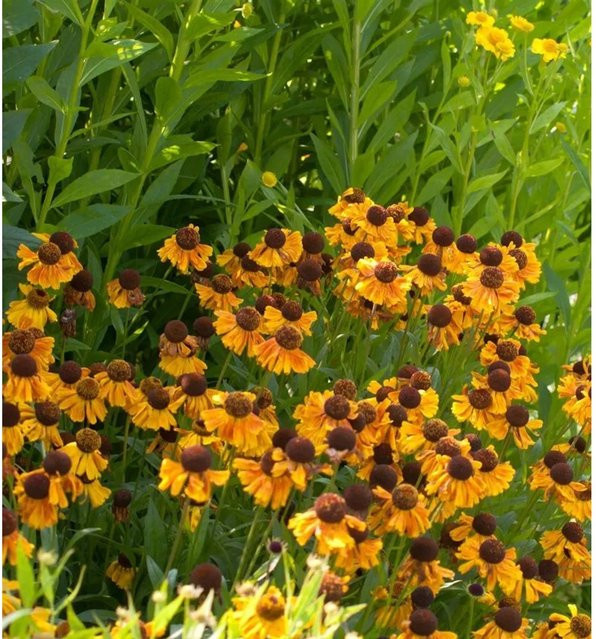 Sonnenbraut Wyndley Helenium cultorum Gartenpflanze für das Beet - Bild 1