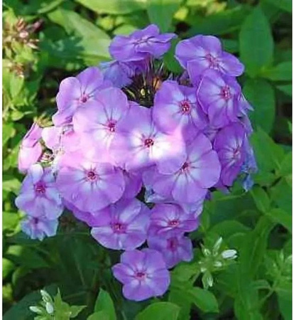 Hohe Flammenblume Blue Boy Phlox Paniculata in Blau als Beetpflanze und Schnittblume von Nr-01.de
