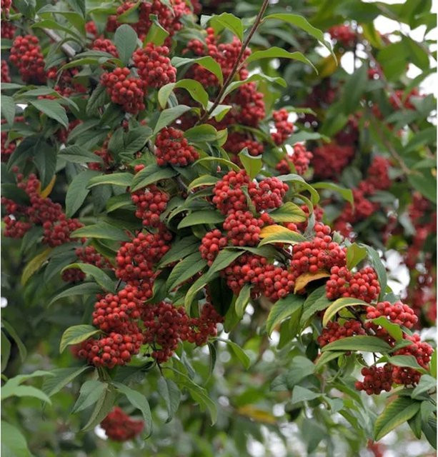 Cotoneaster watereri Cornubia Wintergrüner Baummipel, Höhe: 80-100 cm - Bild 1