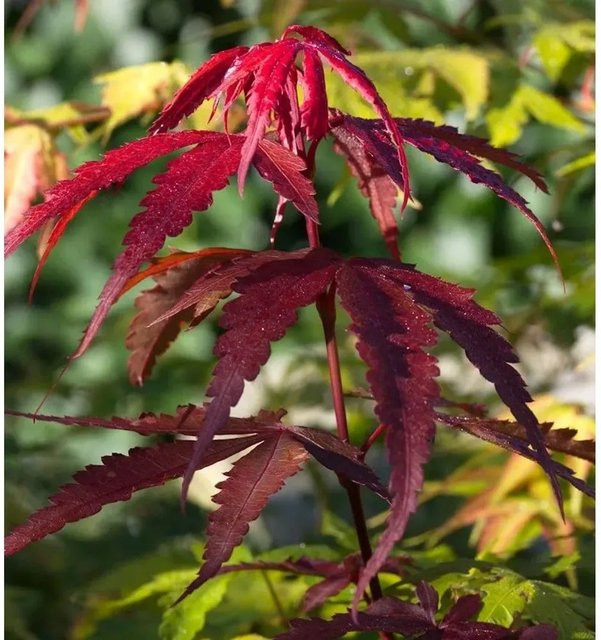 Fächerahorn Red Emperor Acer palmatum in Rot/Purpur, Höhe: 60-80 cm - Bild 1