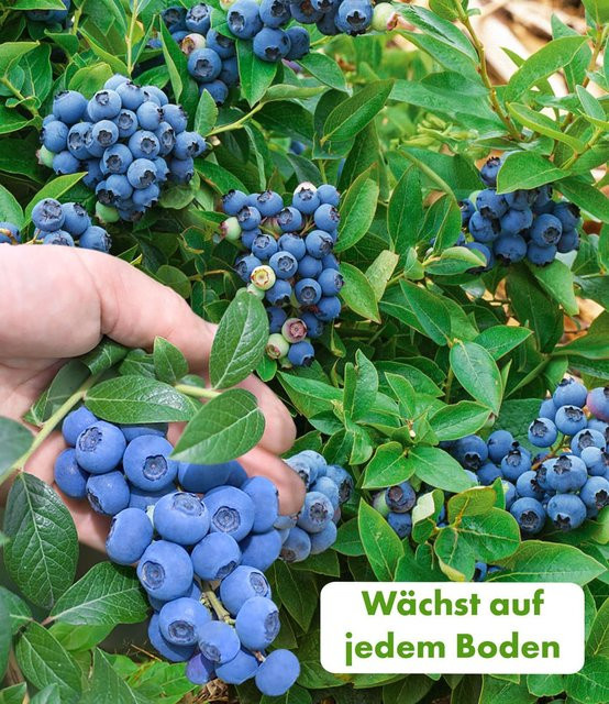 Trauben-Heidelbeere Reka Blue - Bild 1