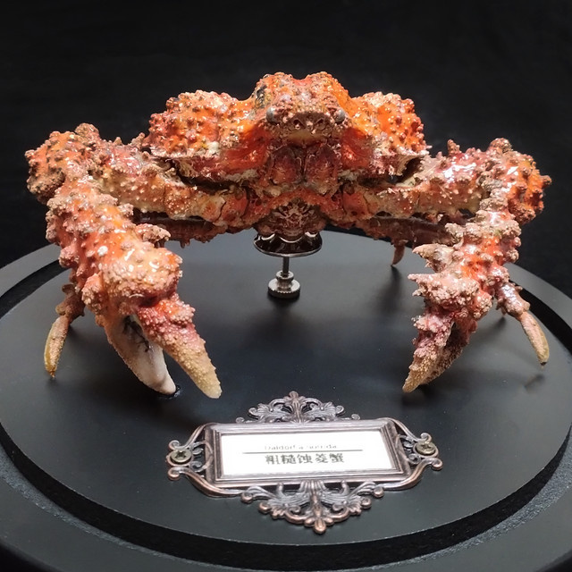 ORIGIFTS Daldorfia Horrida Echte Krabbe als Taxidermie-Präparat in einer Glasvitrine, Multicolor - Bild 1