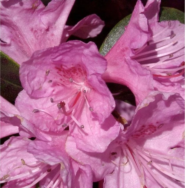 Japanische Azalee Rhododendron carolinianum in Pink, P.J. Regal Topfpflanze, Höhe: 30-40 cm - Bild 1