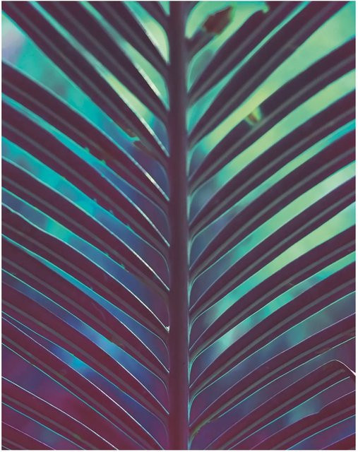 Komar Wandbild Hide Paper Poster Multicolor B: 40 cm, H: 50 cm - Bild 1