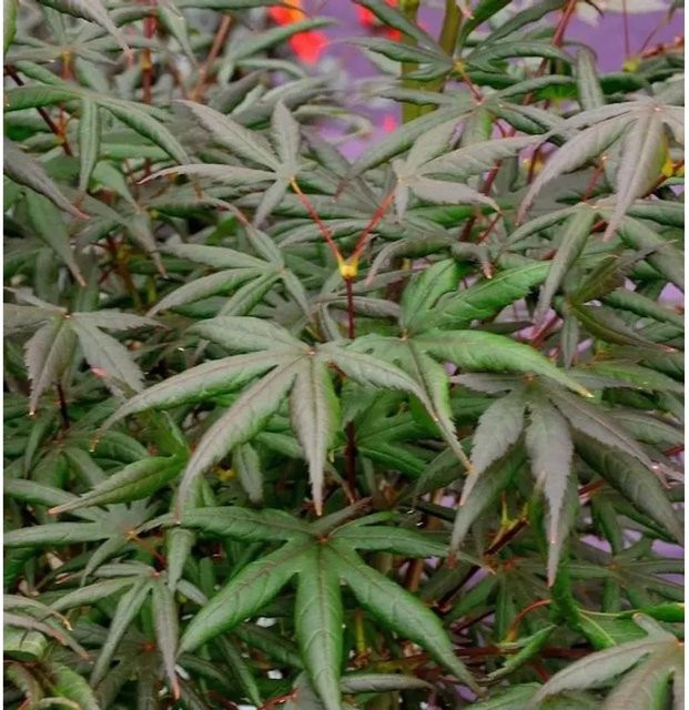 Roter Fächerahorn Starfish Acer palmatum Zierbaum für deinen Garten, Höhe: 80-100 cm - Bild 1