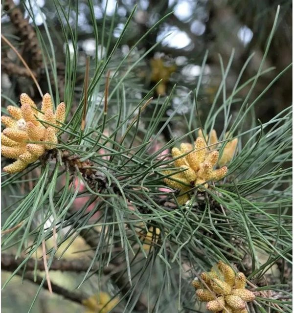 Kleine Säulen Schwarzkiefer Pinus nigra als Solitärgehölz für Garten und Hecke, Schwarz - Bild 1