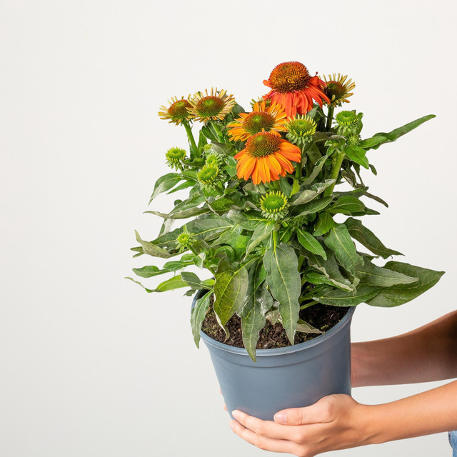 Rudbeckia hirta Purpur-Sonnenhut von BLUME2000 in Orange, mehrjährige Zierpflanze - Bild 1