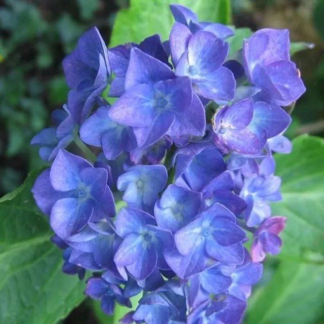 Arborix Hortensie Blauer Zwerg Hydrangea macrophylla mit blauen Blüten im Container - Bild 1
