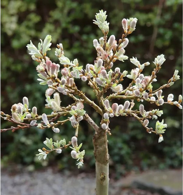 Salix helvetica Schweizer Kätzchenweide Hochstamm als grüner Strauch für den Garten, Höhe: 60-80 cm - Bild 1