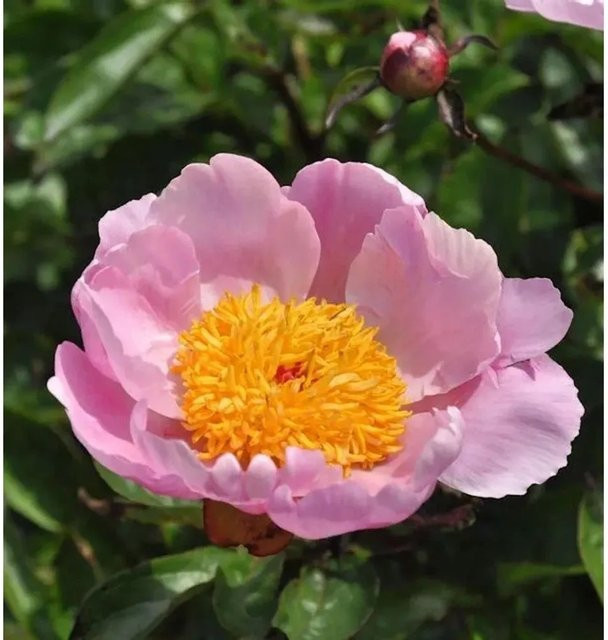 Edelpfingstrose Holbein Paeonia actiflora in Pink als mehrjährige Gartenpflanze - Bild 1