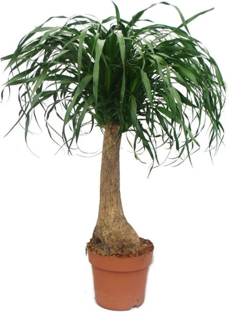 Exotenherz Elefantenfuss Beaucarnea Zimmerpflanze Grün Höhe: 90 cm - Bild 1