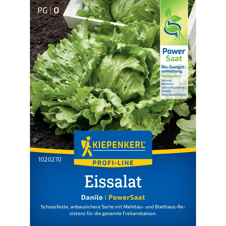 Kiepenkerl Eissalat Danilo Lactuca sativa - Bild 2