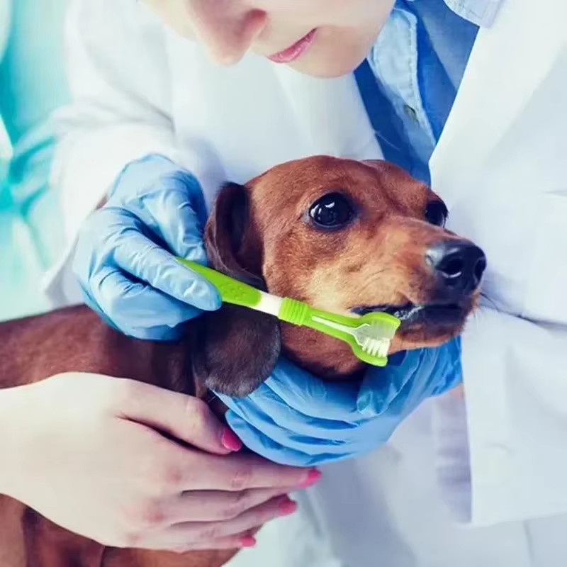 DUTRIEUX Drei-Kopf-Zahnbürste für Hunde und Katzen in Grün zur oralen Reinigung mit weichen Borsten - Bild 3