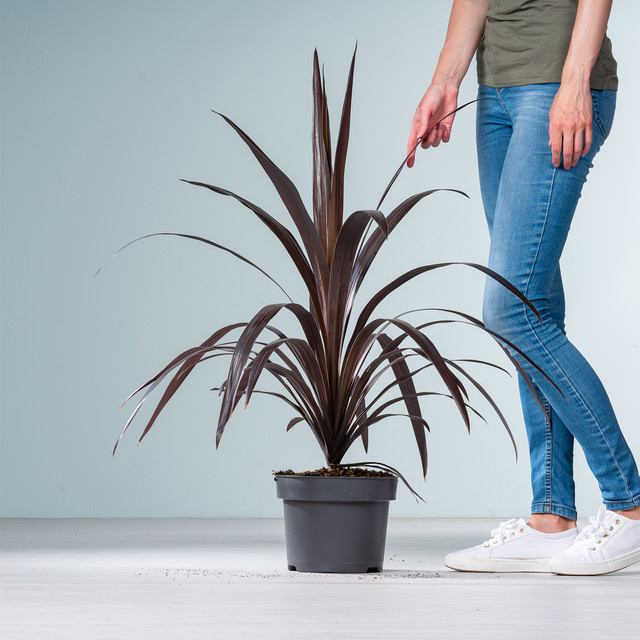 Cordyline Zimmerpflanze von BLUME2000 in Braun und Rot - Bild 1
