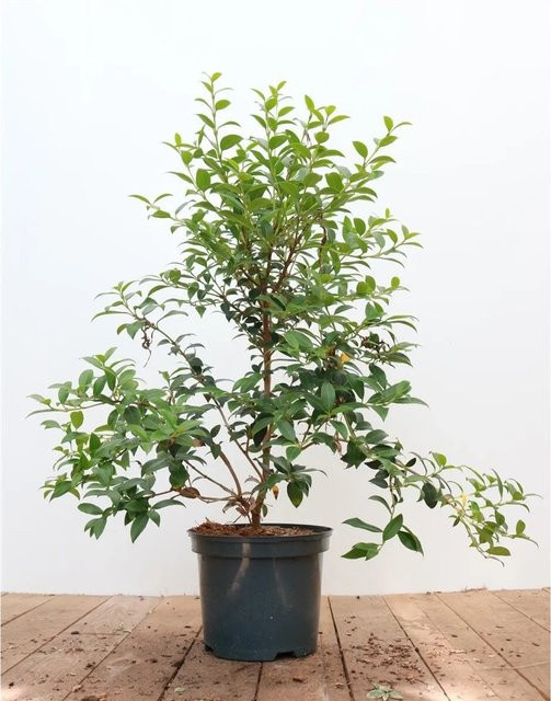 Osmanthus Burkwoodii Duftblüte Immergrüner Strauch in Weiß und Grün, Höhe: 30–40 cm - Bild 1