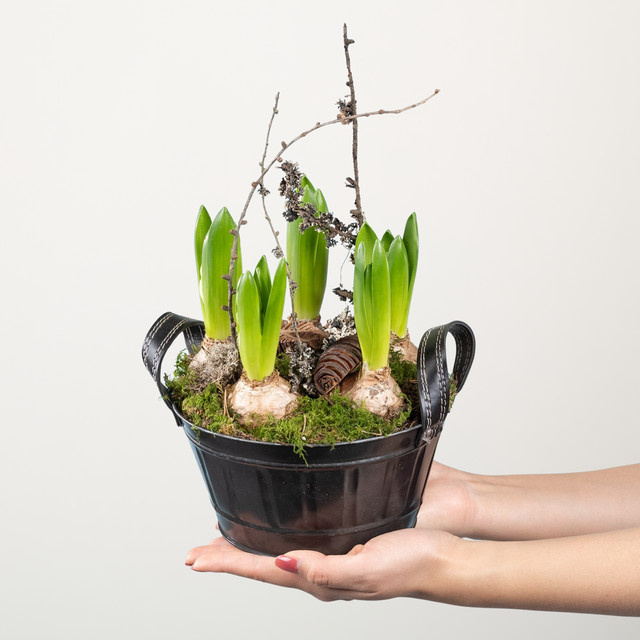 Hyazinthe von BLUME2000 im grünen Metalltopf als winterlicher Frühblüher für den Außenbereich oder Wohnraum - Bild 1