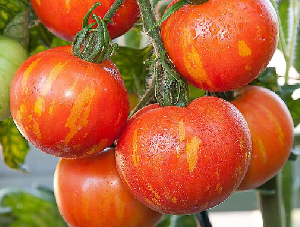 Toraf Tomatensamen Gemüsetomate TIGERELLA rote Sorte, 0,8 g - Bild 2