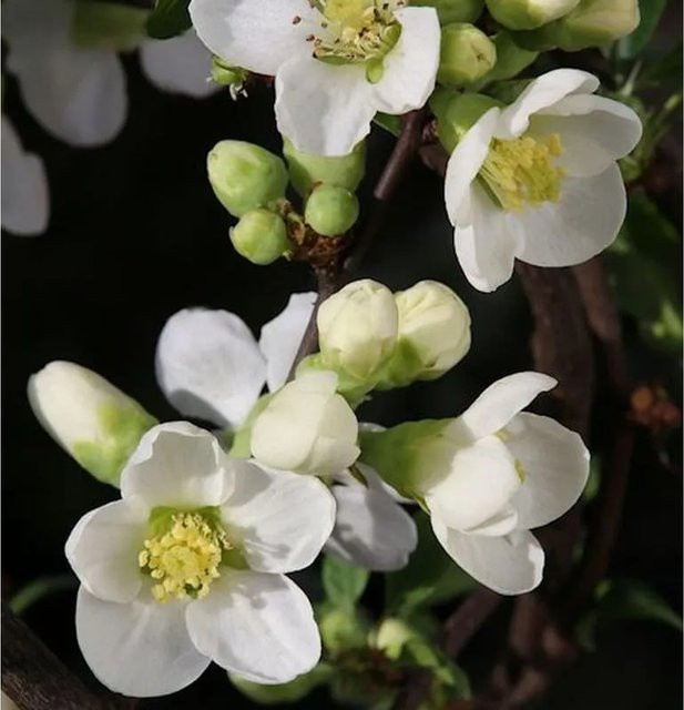Zierquitte Nivalis Chaenomeles als Heckenpflanze für den Garten, Höhe: 30-40 cm - Bild 1
