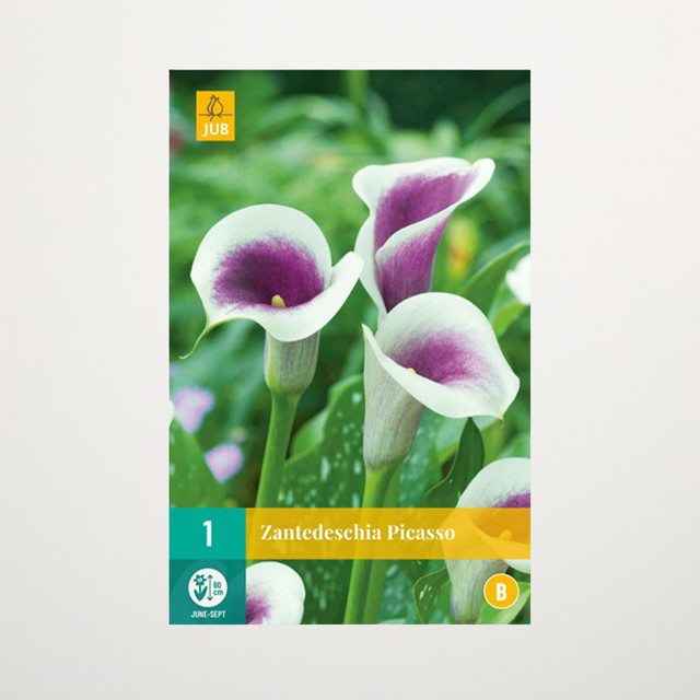 Calla Picasso Wurzel von BLUME2000 - Bild 1
